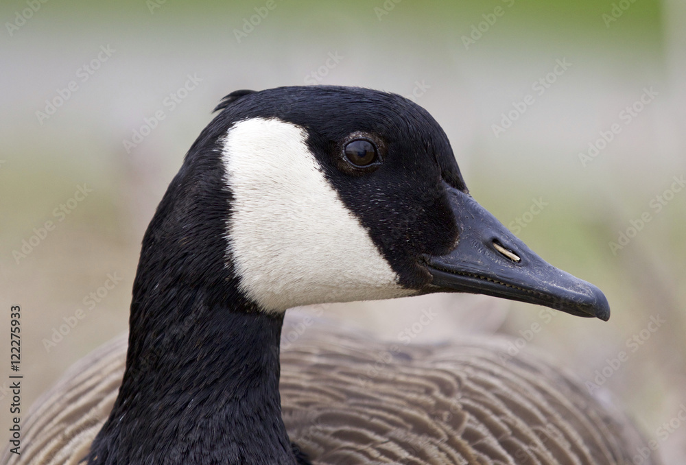 Beautiful portrait of a funny Canada goose Beautiful portrait of a funny Canada goose