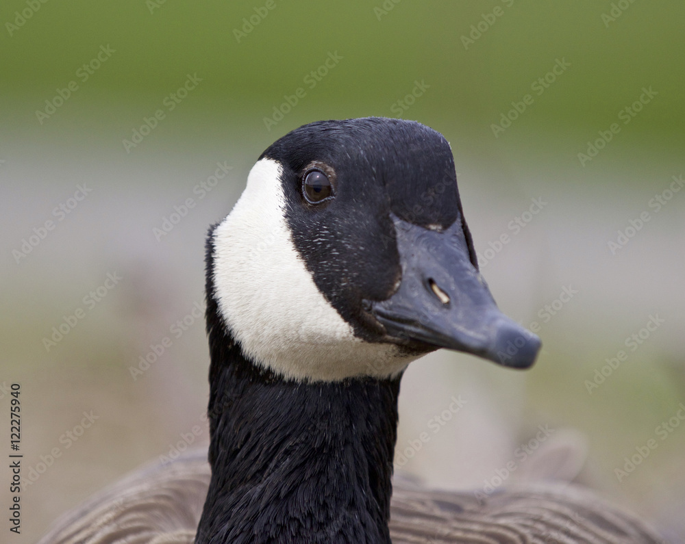 Beautiful portrait of a strong Canada goose Beautiful portrait of a strong Canada goose