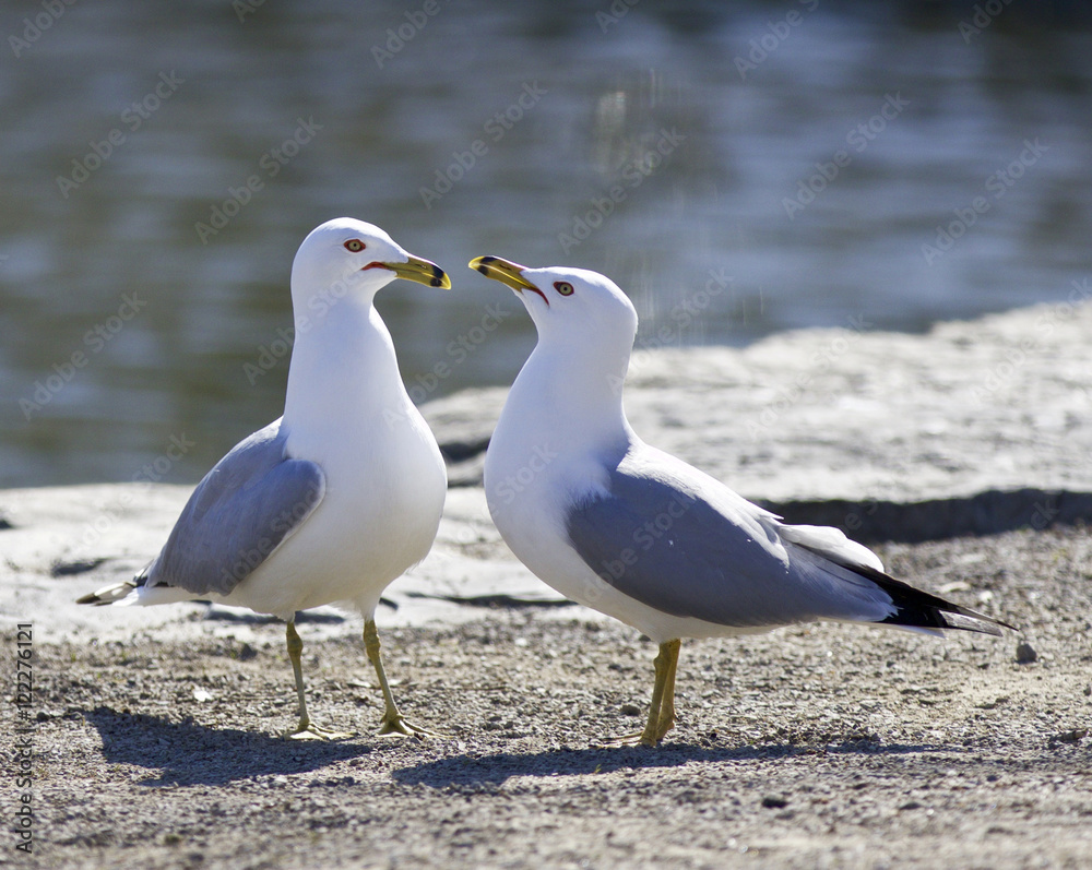 Obraz premium Background with two gulls in love staying on the shore