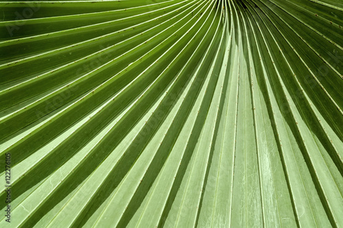 Bismarck palm