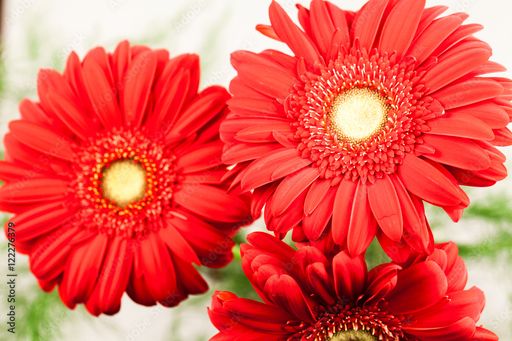 Gerbera jamesonii - red beautiful flower with macro details Gerbera jamesonii - red beautiful flower with macro details