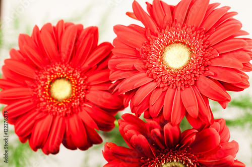 Gerbera jamesonii - red beautiful flower with macro details
