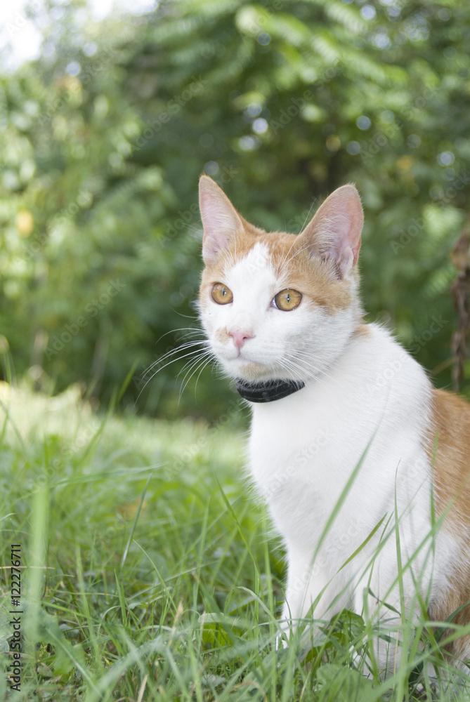 Animal, Cat, Nature Animal, Cat, Nature