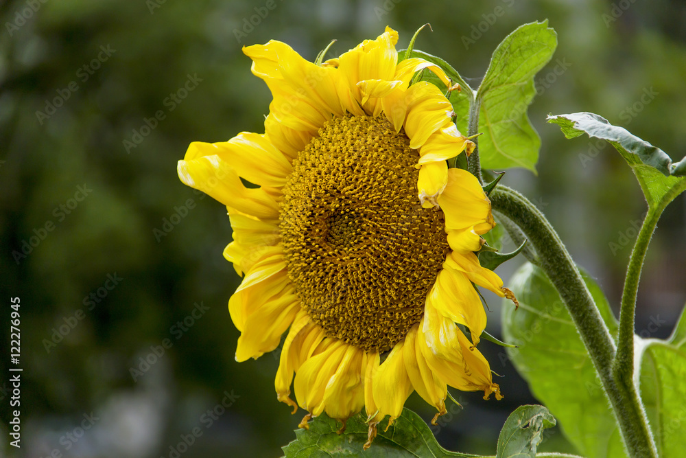 Naklejka premium Подсолнух