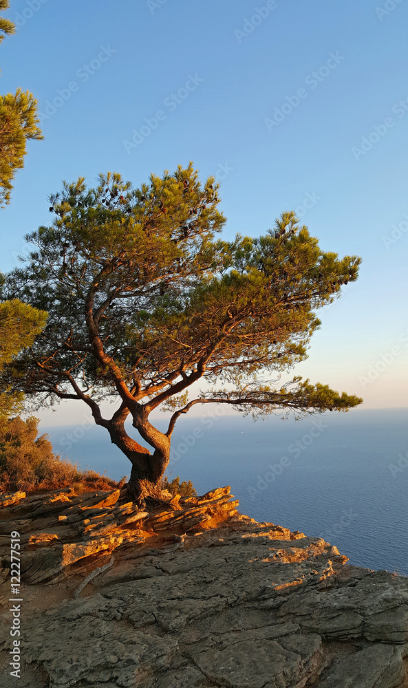 Pinienbaum auf der Klippe