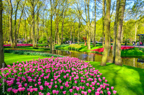 Blooming flowers in Keukenhof park in Netherlands, Europe. © Olena Zn