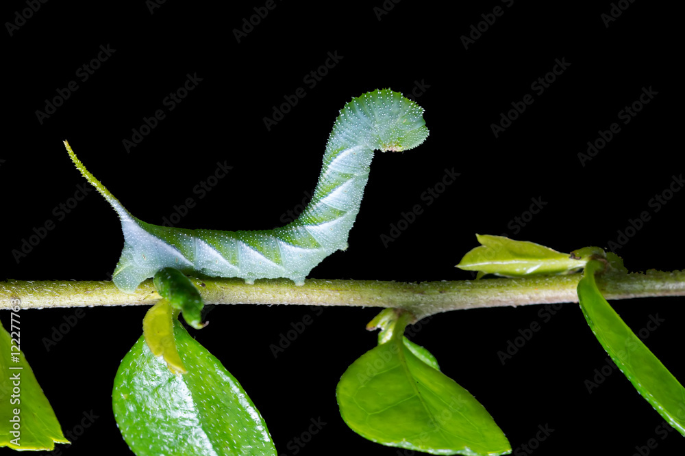 Obraz premium Caterpillar