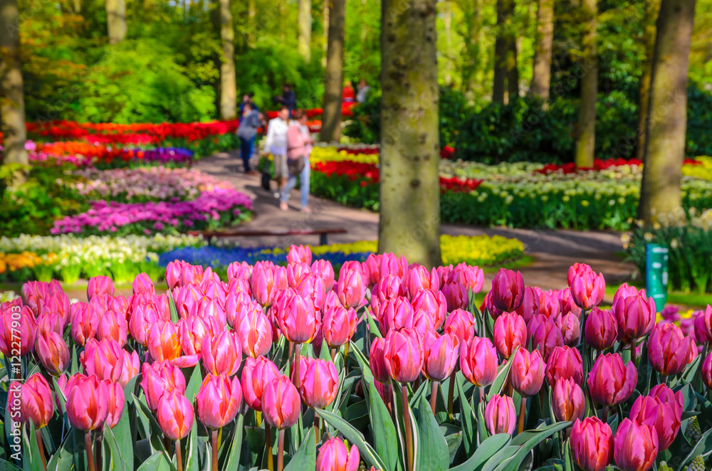 Blooming flowers in Keukenhof park in Netherlands, Europe. Blooming flowers in Keukenhof park in Netherlands, Europe.