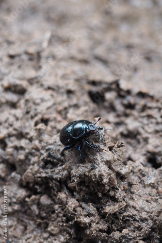 dark bright beetle