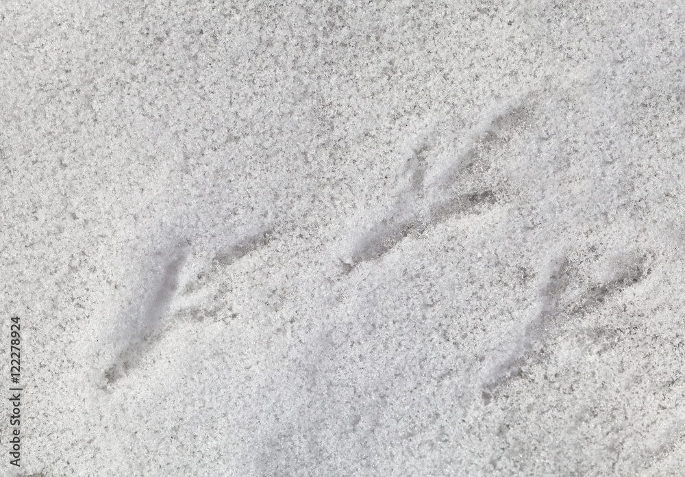 Bird footprints on the snow