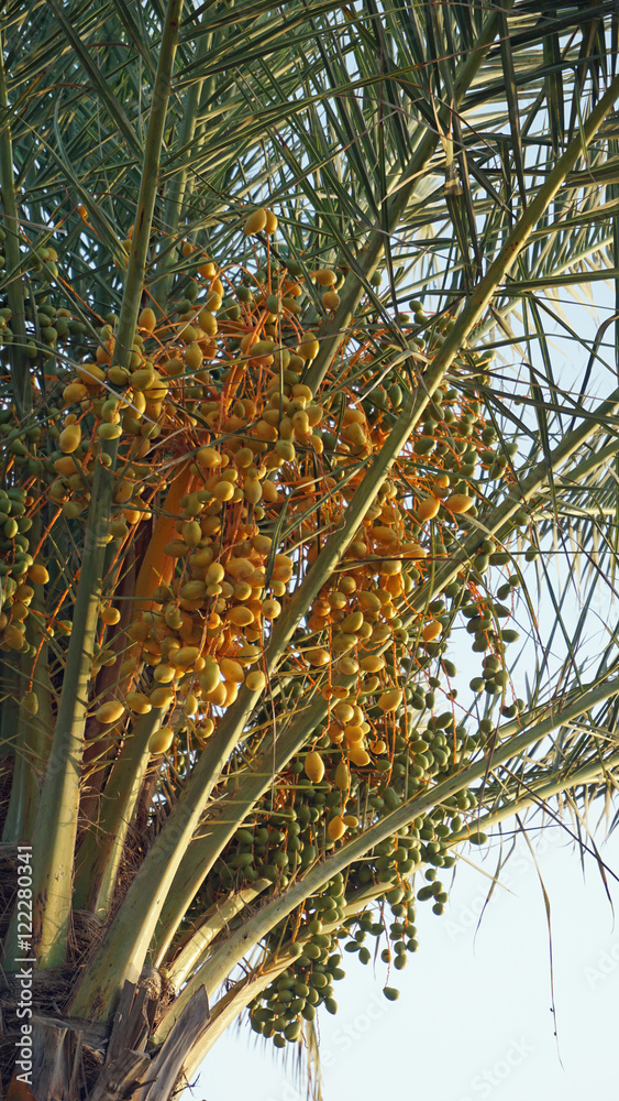 Fototapeta premium palm tree