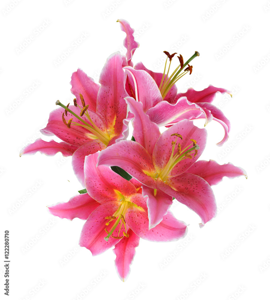 fresh pink lily