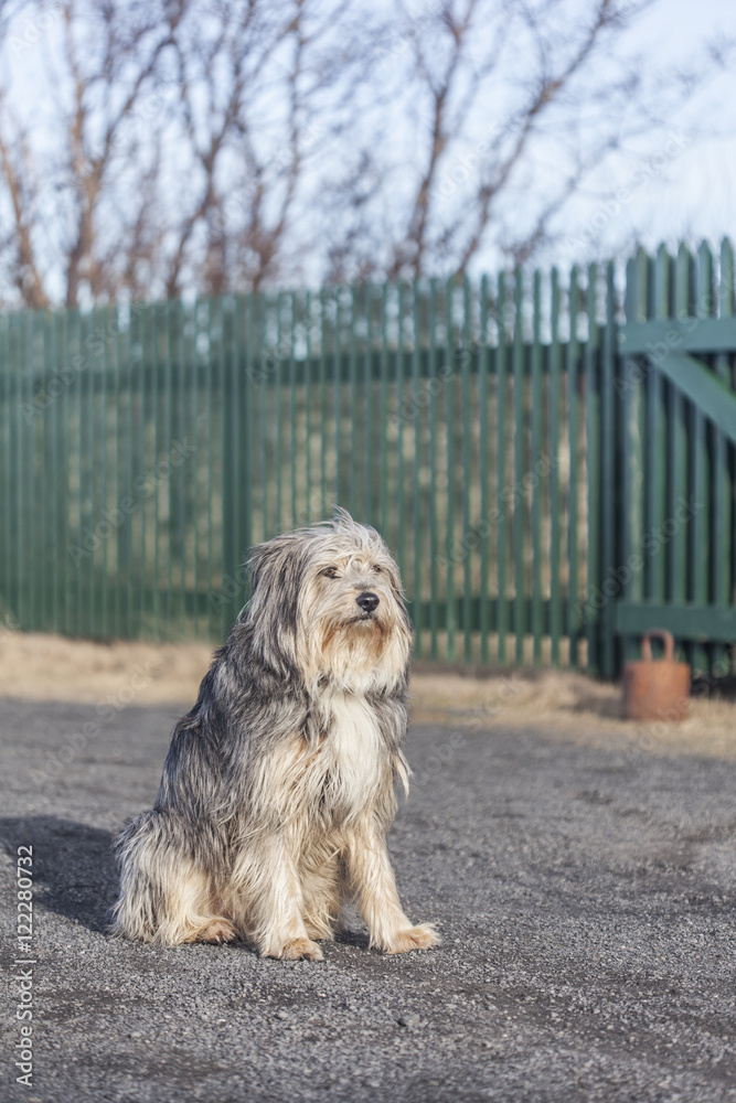 Standing dog outdoor Yorkshire in Iceland Standing dog outdoor Yorkshire in Iceland