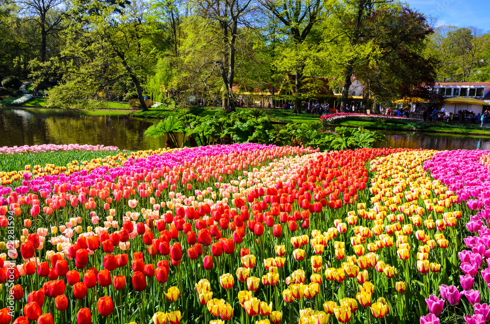 Blooming flowers in Keukenhof park in Netherlands, Europe.