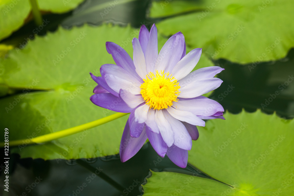 Nymphaea - beautiful water lily from Kew Gardens - Kew's stowaway blues. Beautiful details and colors Nymphaea - beautiful water lily from Kew Gardens - Kew's stowaway blues. Beautiful details and colors