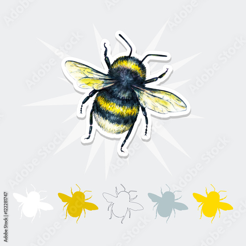Bumblebee vector drawing. Insects art set. Handwork. Top view