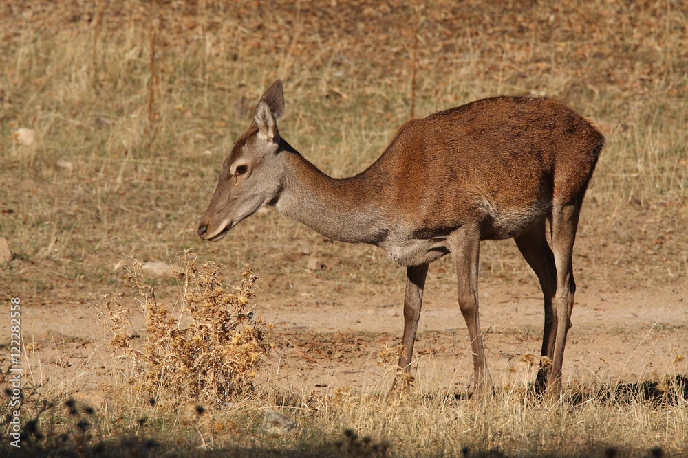 Red Deer female, Iberian peninsula. Red Deer female, Iberian peninsula.