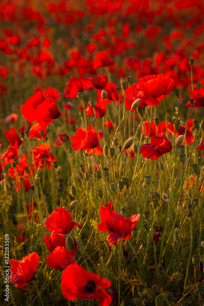 Fototapeta premium poppies
