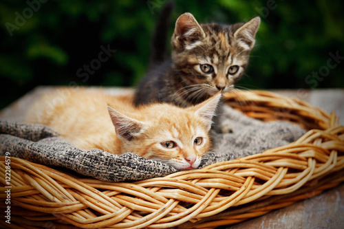 Cute cats laying in the basket
