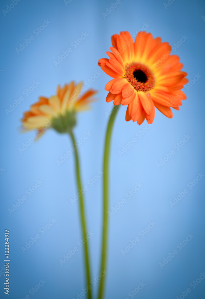 Gerber Daisy Gerber Daisy