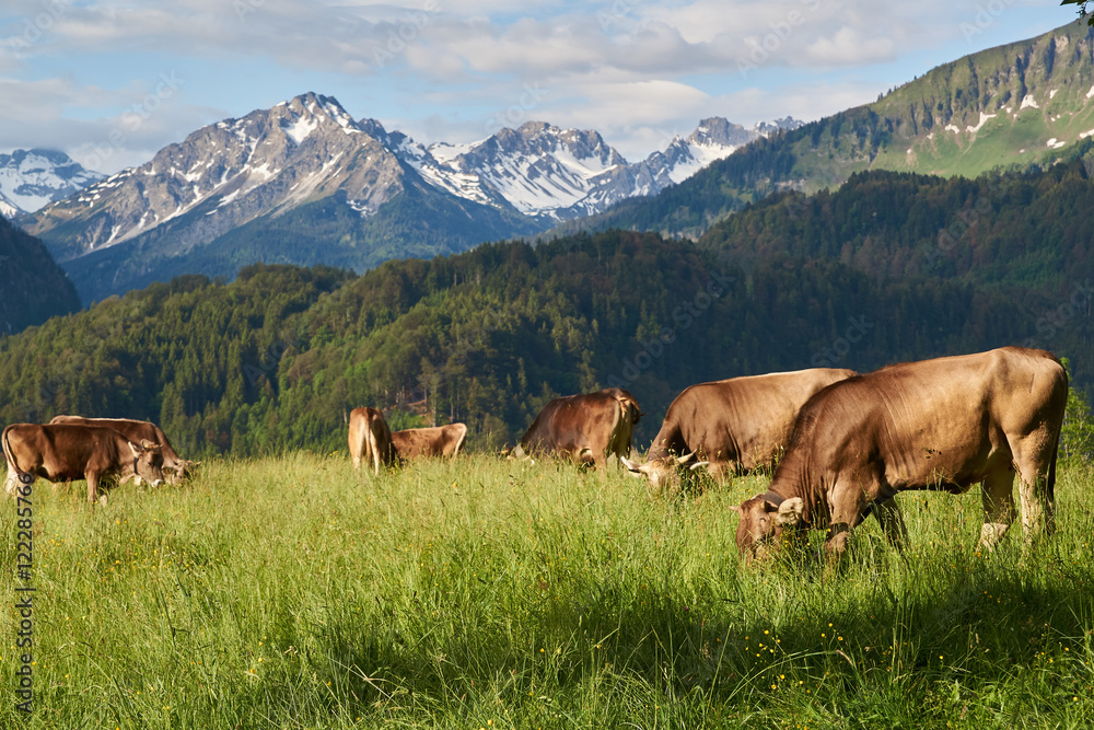 Obraz premium Braunvieh auf einer Bergweide in den Allgäuer Alpen