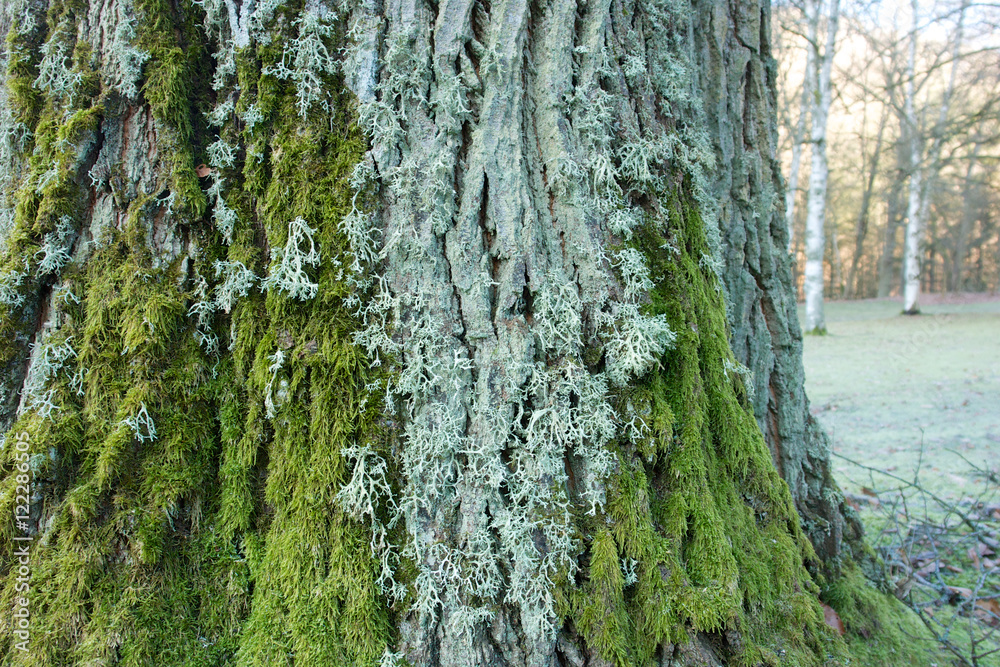 Obraz premium Parkbaum