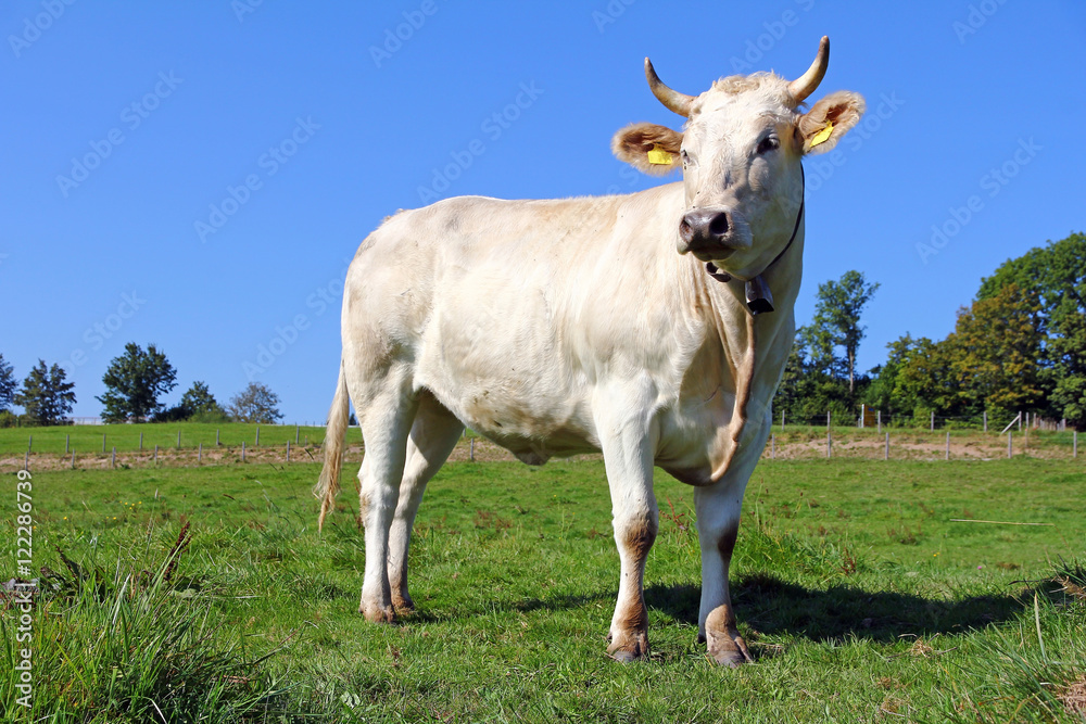 Ein hübsche Charolais Rind auf der Weide Ein hübsche Charolais Rind auf der Weide