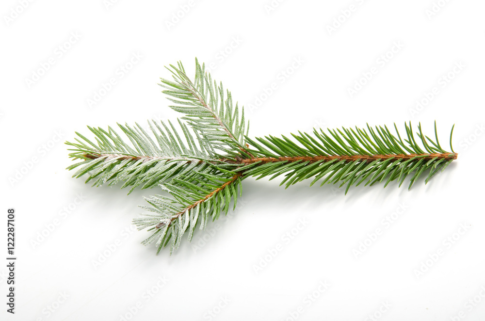 Pine branch isolated on white background. Top view. Pine branch isolated on white background. Top view.
