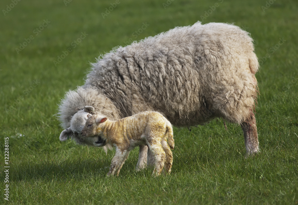 A Sheep With Her Lamb, Northumberland, England A Sheep With Her Lamb, Northumberland, England