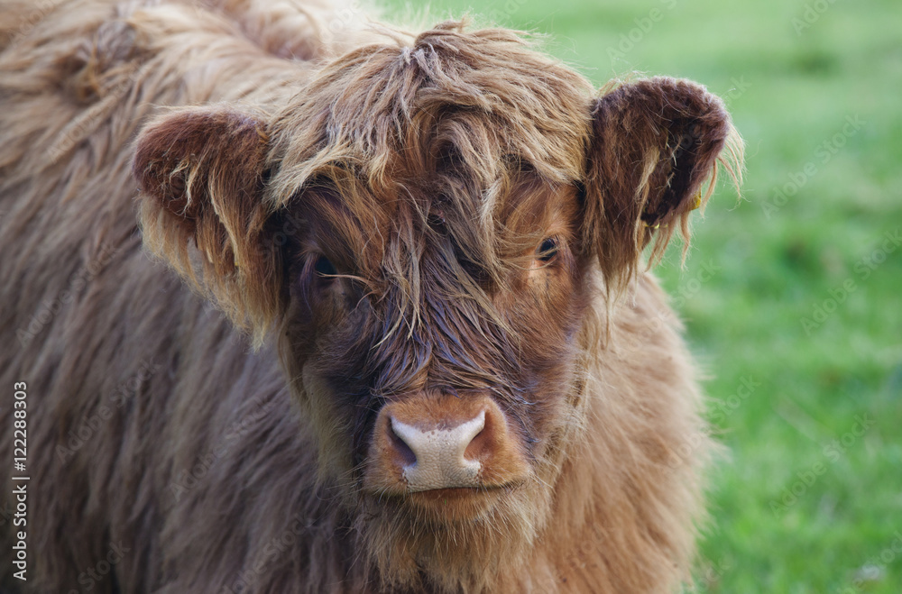 Young Yak, Scottish Borders, Scotland Young Yak, Scottish Borders, Scotland