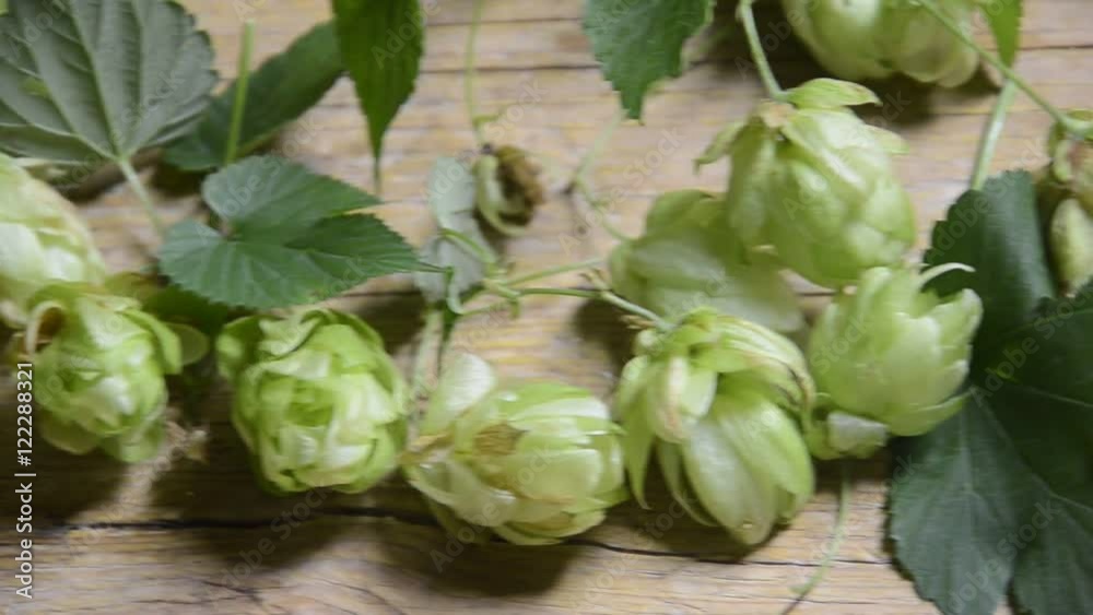 Humulus lupulus Lúpulo Солод Słód Luppolo Piwo Saaz Hop Echter Hopfen Cebada Hmelj malteada Хмель обыкновенный Chmiel Bere zwyczajny Beer Hamei Birra Пиво Cerveza Bire Bier साधारण राज़क כשותנית Humulus lupulus Lúpulo Солод Słód Luppolo Piwo Saaz Hop Echter Hopfen Cebada Hmelj malteada Хмель обыкновенный Chmiel Bere zwyczajny Beer Hamei Birra Пиво Cerveza Bire Bier साधारण राज़क כשותנית