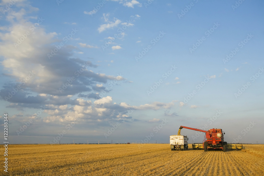 Lentils Unloading From Combine To Grain Truck, Saskatchewan, Canada Lentils Unloading From Combine To Grain Truck, Saskatchewan, Canada