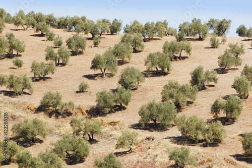 Olive Trees, Montoro, Cordoba Province, Andalusia, Spain photo