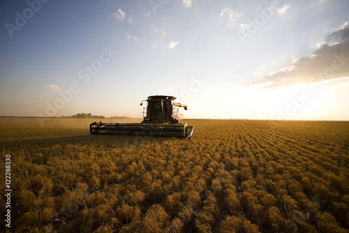 Combine harvester in field of lentils, Saskatchewan, Canada photo