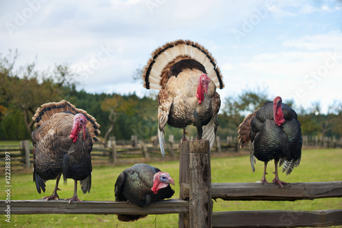 Four turkeys sitting on wooden fence, Saanichton, British Columbia, Canada photo
