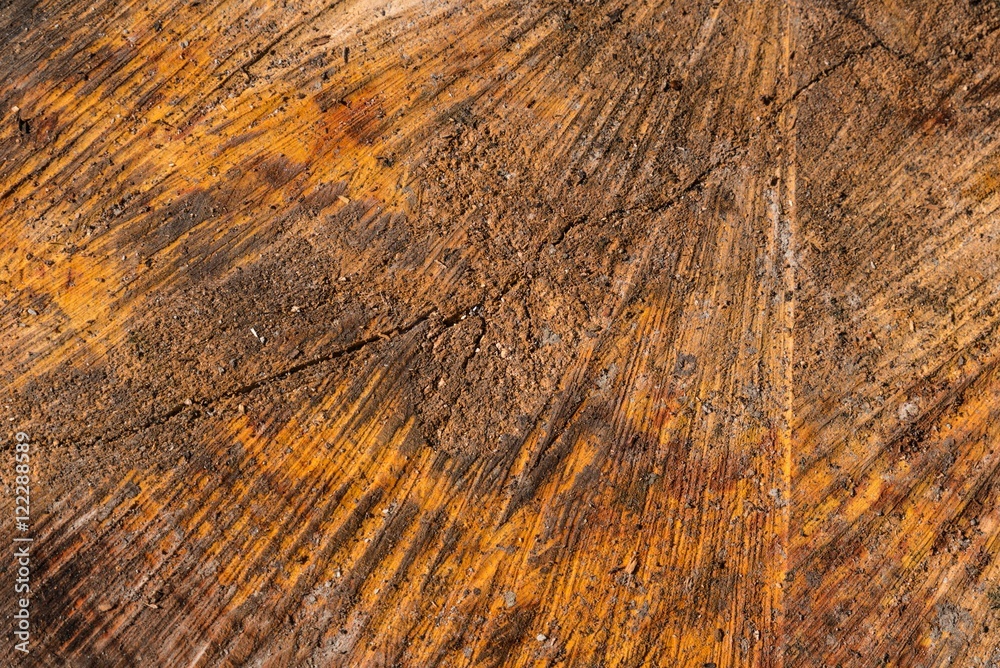 Fototapeta premium Gefällter Baum Muster