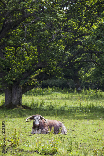 A bovine animal laying on the grass,Northumberland england