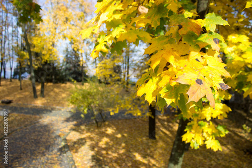 Autumn Park