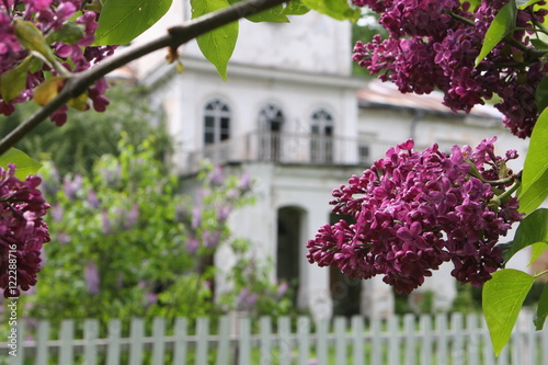 Lilac blossoms