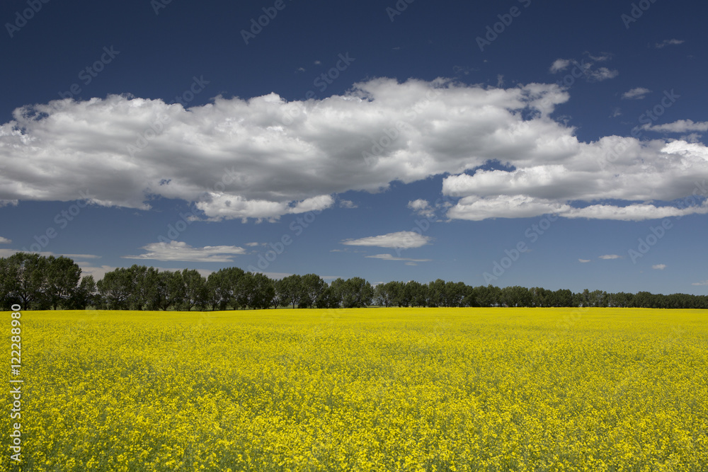 Flowering canola field lined by row of trees, Alberta, Canada Flowering canola field lined by row of trees, Alberta, Canada