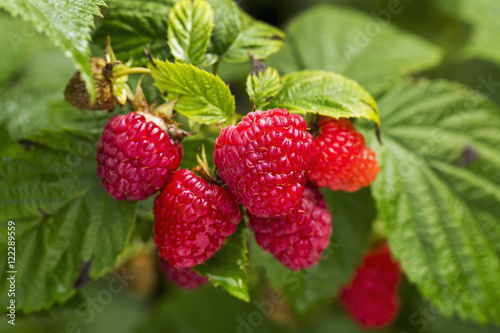 Close up of red ripe raspberries in the vine, Erickson, Manitoba, Canada photo