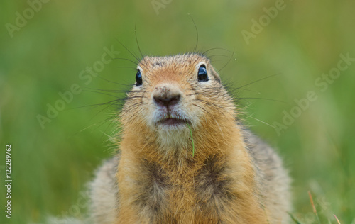 portrait of a gopher