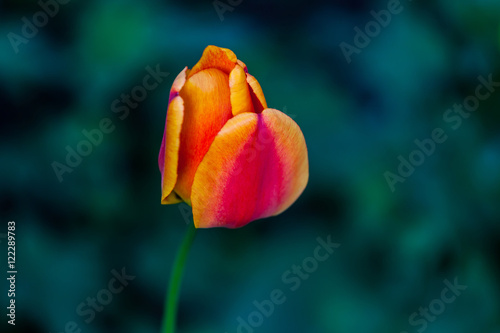 Wallpaper Mural Red-yellow tulip with beautiful green background. Torontodigital.ca