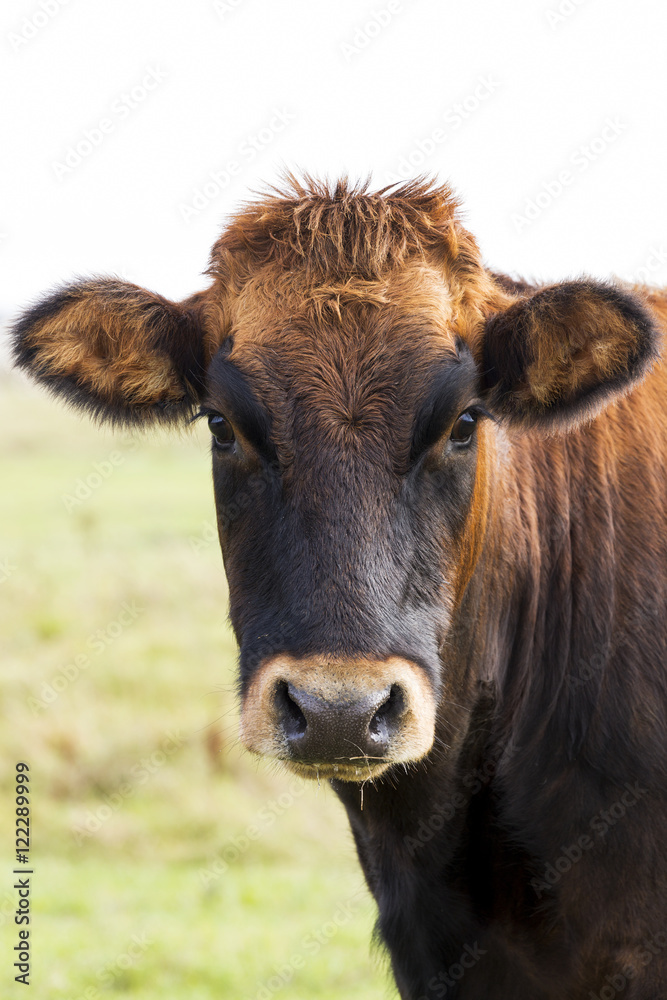 Close up of a cow's head, Omey Island, County Galway, Ireland Close up of a cow's head, Omey Island, County Galway, Ireland