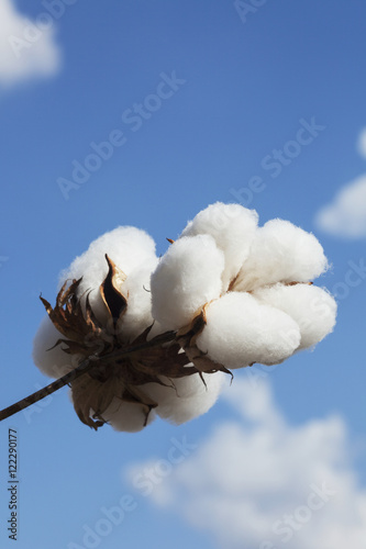 Close up of open boll of cotton
