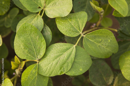 Morning dew on soybean plant foliage, England, Arkansas, United States of America