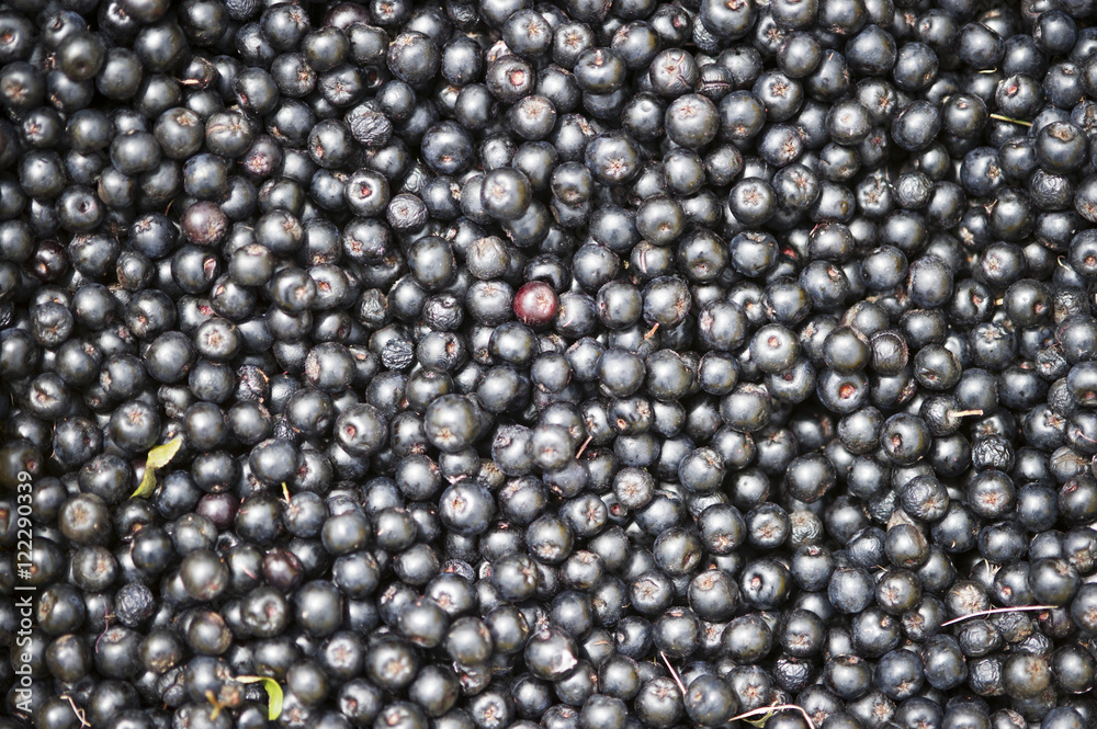 Abundance of Aronia (chokeberry) (melanocarpa), Queenstown, Maryland, United States of America Abundance of Aronia (chokeberry) (melanocarpa), Queenstown, Maryland, United States of America