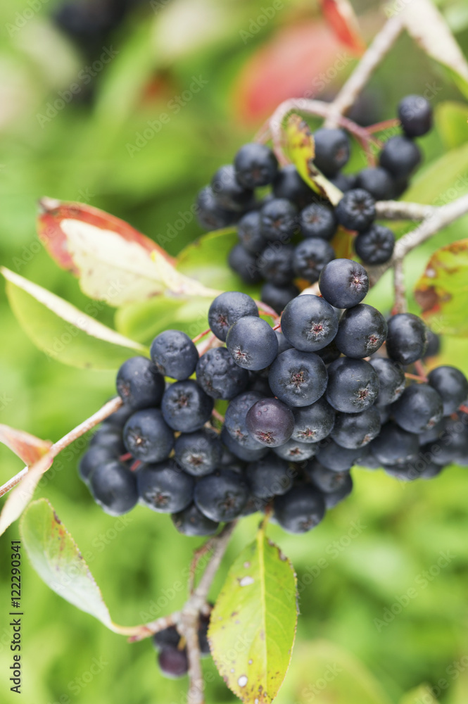 Wild Aronia (Chokeberry) (melanocarpa), Queenstown, Maryland, United States of America Wild Aronia (Chokeberry) (melanocarpa), Queenstown, Maryland, United States of America