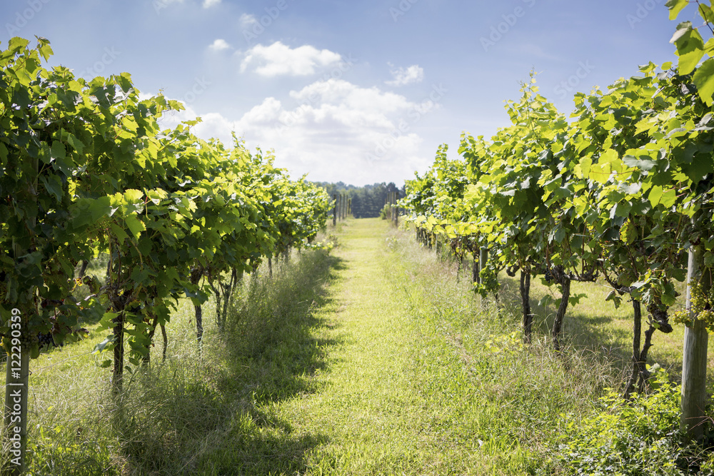 Long rows of wine grape vines at vineyard, Maryland, United States of America Long rows of wine grape vines at vineyard, Maryland, United States of America