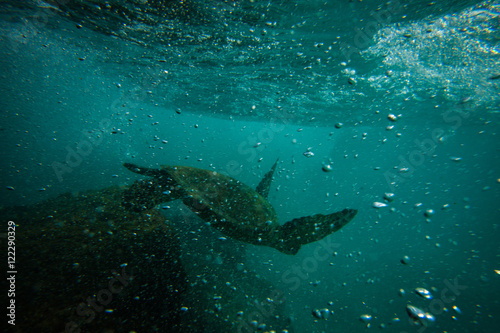 Sea Turtle Kua Bay
